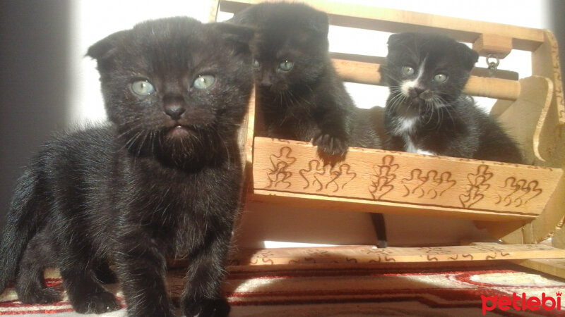 Scottish Fold, Kedi  Minik çete fotoğrafı