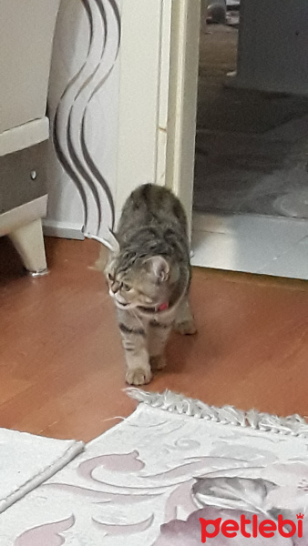 British Shorthair, Kedi  Süslü fotoğrafı