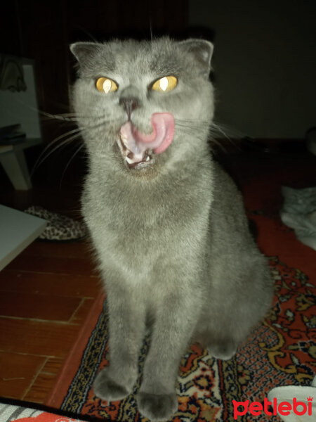 Scottish Fold, Kedi  Kızım fotoğrafı