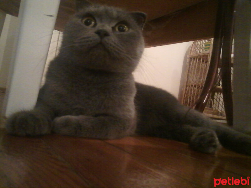 Scottish Fold, Kedi  Kızım fotoğrafı