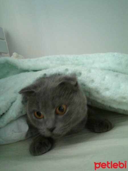 Scottish Fold, Kedi  Kızım fotoğrafı