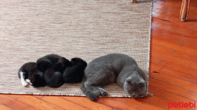 Scottish Fold, Kedi  Kızım fotoğrafı