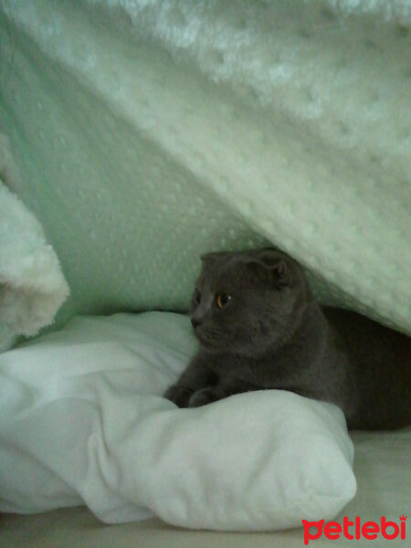 Scottish Fold, Kedi  Kızım fotoğrafı