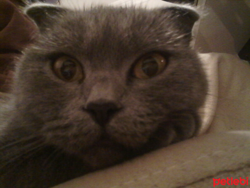 Scottish Fold, Kedi  Kızım fotoğrafı