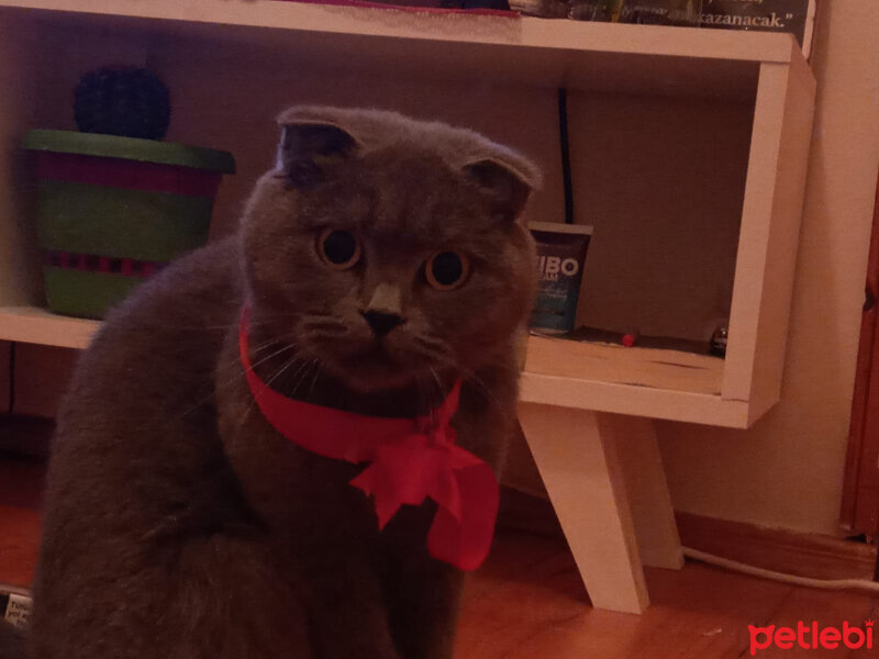 Scottish Fold, Kedi  Kızım fotoğrafı