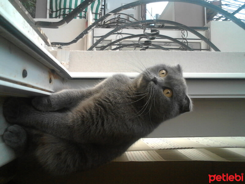 Scottish Fold, Kedi  Kızım fotoğrafı