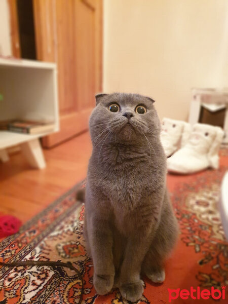 Scottish Fold, Kedi  Kızım fotoğrafı