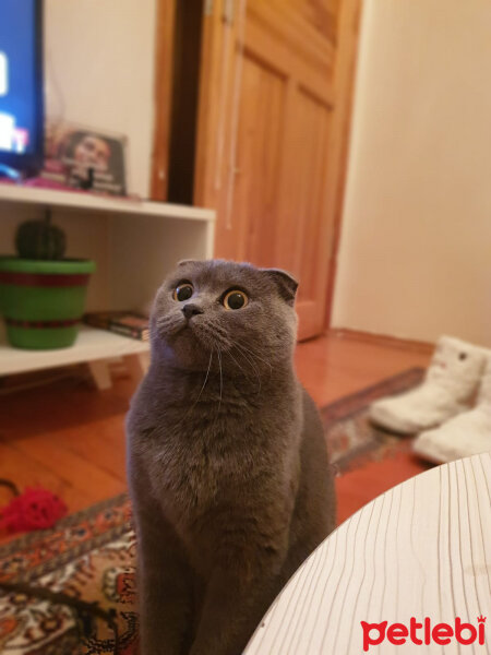 Scottish Fold, Kedi  Kızım fotoğrafı