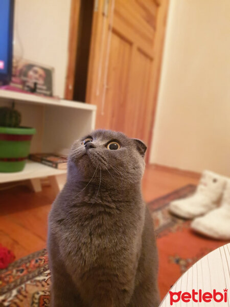 Scottish Fold, Kedi  Kızım fotoğrafı