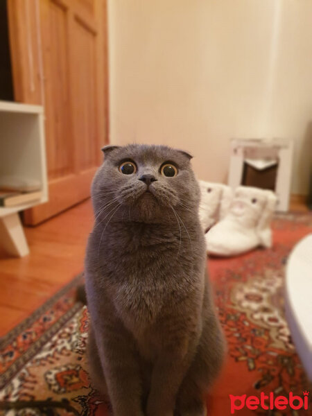 Scottish Fold, Kedi  Kızım fotoğrafı