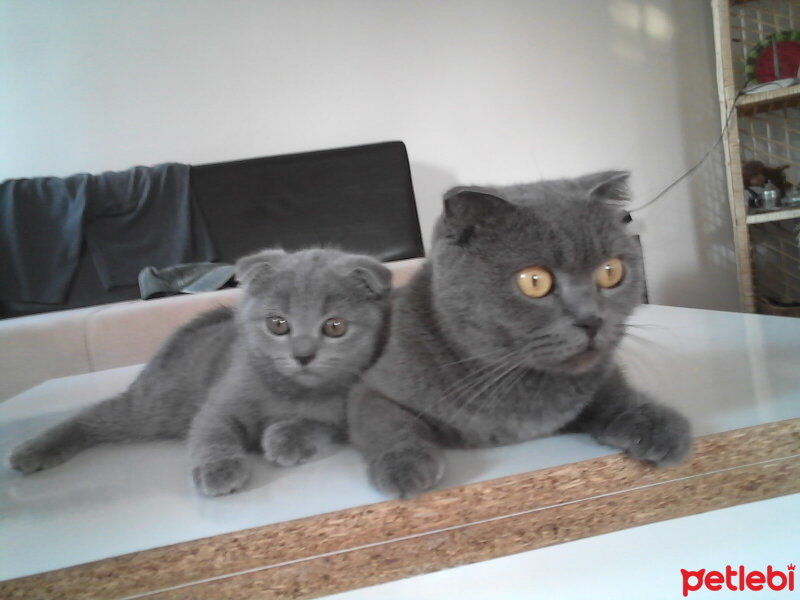 Scottish Fold, Kedi  Kızım fotoğrafı