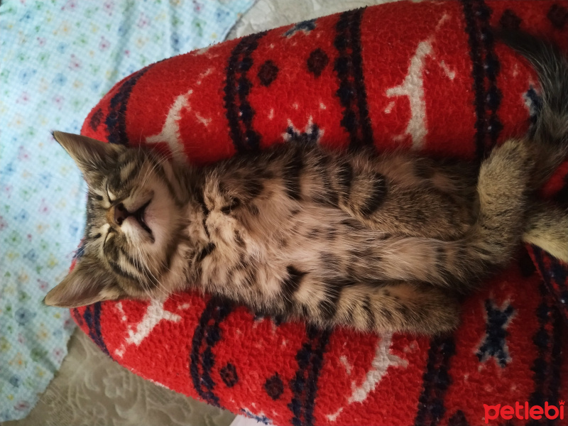 Tekir Kedi, Kedi  Peri fotoğrafı