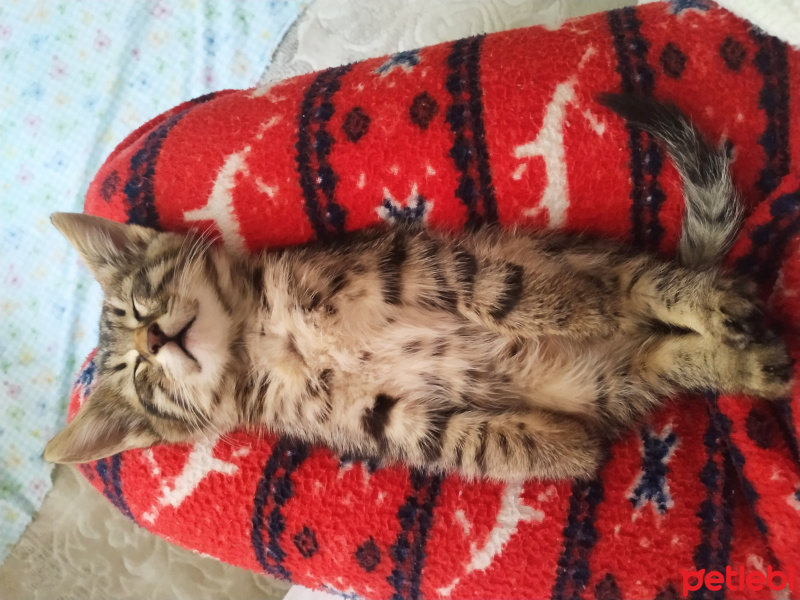 Tekir Kedi, Kedi  Peri fotoğrafı