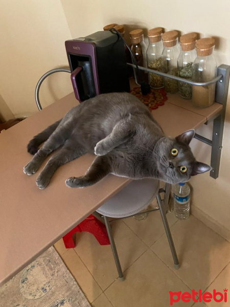 British Shorthair, Kedi  Kuzey fotoğrafı