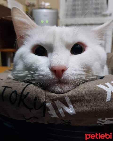 Ankara Kedisi, Kedi  Zıpır fotoğrafı