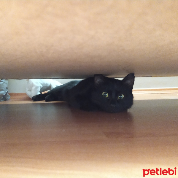 Bombay, Kedi  Kömür fotoğrafı