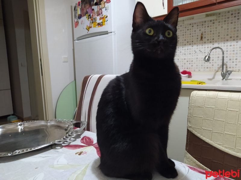Bombay, Kedi  Kömür fotoğrafı