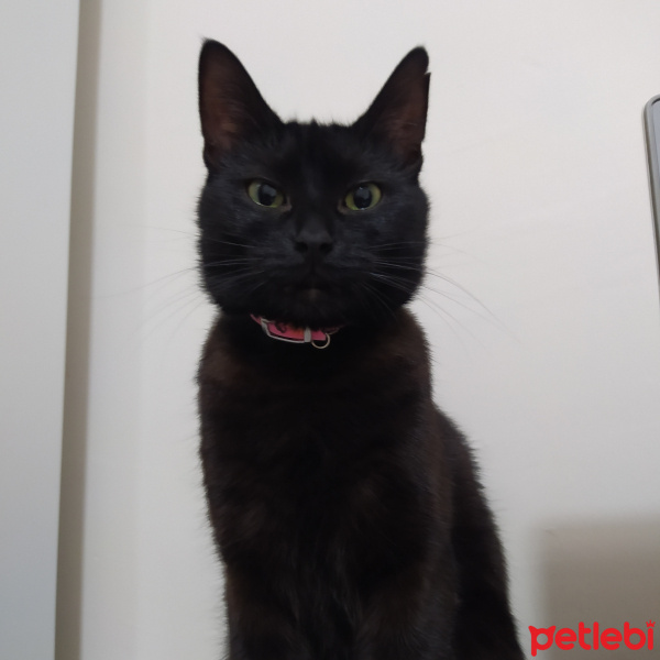Bombay, Kedi  Kömür fotoğrafı