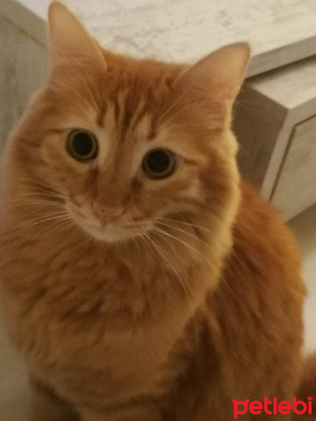 Sarman, Kedi  Limon Ege fotoğrafı