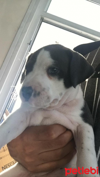 Amerikan Pitbull Terrier, Köpek  Poonie fotoğrafı