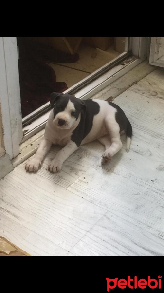 Amerikan Pitbull Terrier, Köpek  Poonie fotoğrafı