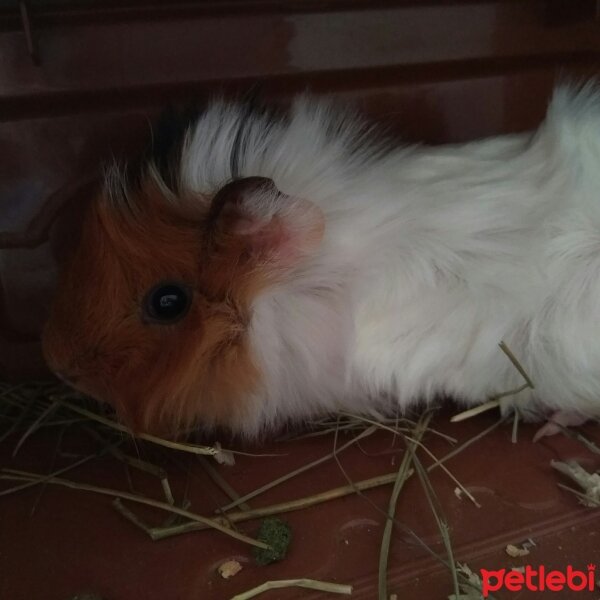 Guinea Pig, Kemirgen  Viki fotoğrafı