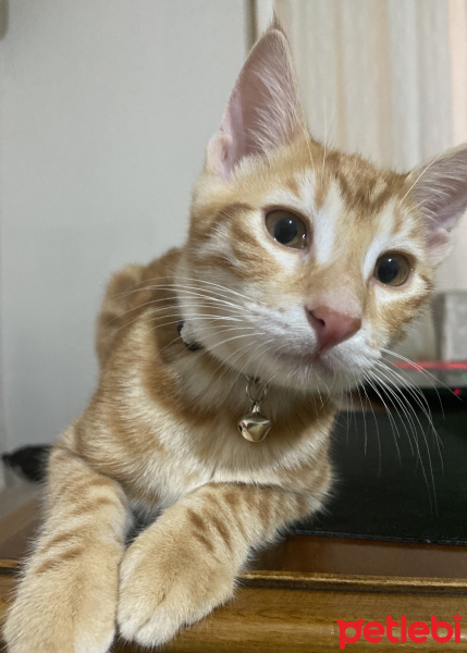 Sarman, Kedi  Bal fotoğrafı