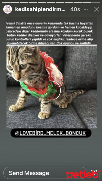 Abyssinian, Kedi  Prens fotoğrafı
