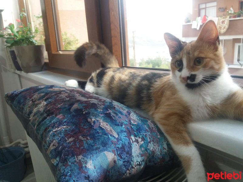 Tekir Kedi, Kedi  Karamel fotoğrafı