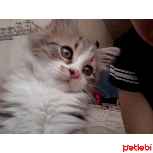 Tekir Kedi, Kedi  Tarçın fotoğrafı