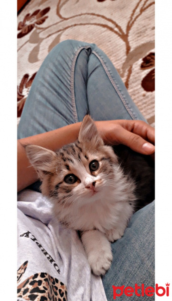 Tekir Kedi, Kedi  Tarçın fotoğrafı