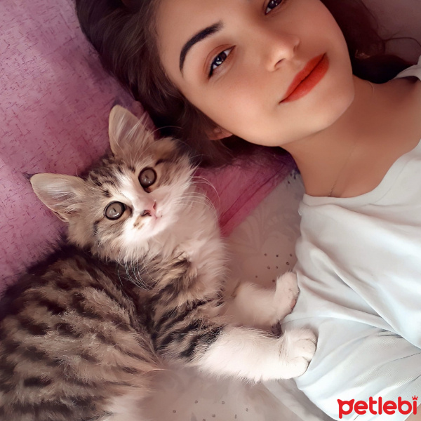 Tekir Kedi, Kedi  Tarçın fotoğrafı
