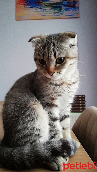 Scottish Fold, Kedi  PAŞA fotoğrafı