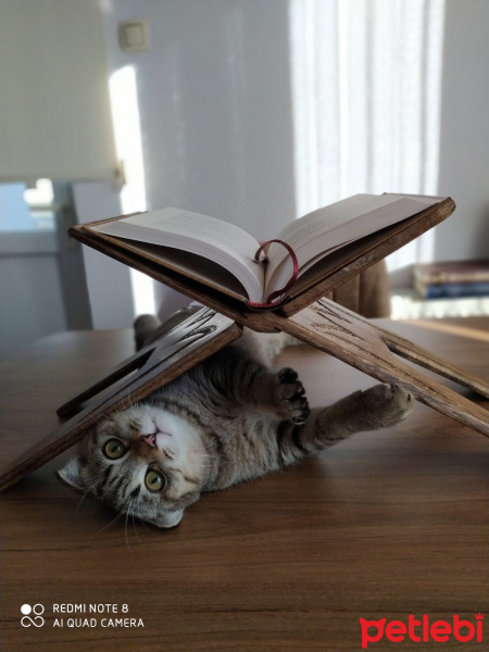 Scottish Fold, Kedi  PAŞA fotoğrafı