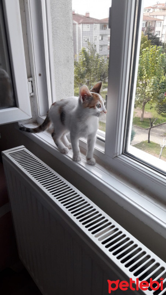Tekir Kedi, Kedi  Tarçın fotoğrafı