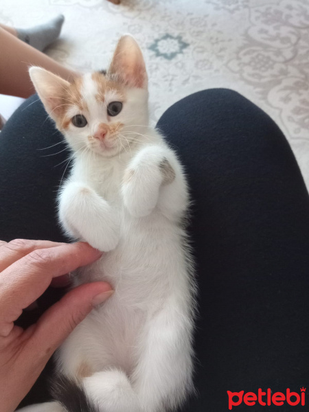 Tekir Kedi, Kedi  Tarçın fotoğrafı