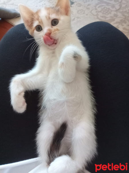 Tekir Kedi, Kedi  Tarçın fotoğrafı