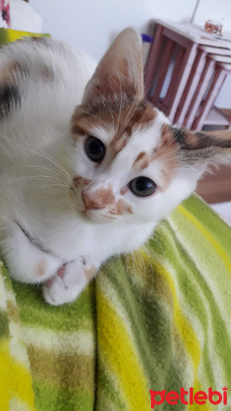 Tekir Kedi, Kedi  Tarçın fotoğrafı