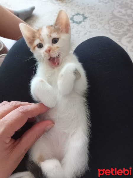 Tekir Kedi, Kedi  Tarçın fotoğrafı