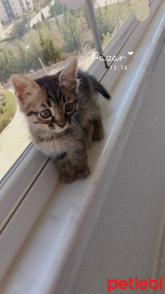Tekir Kedi, Kedi  Pamuk fotoğrafı