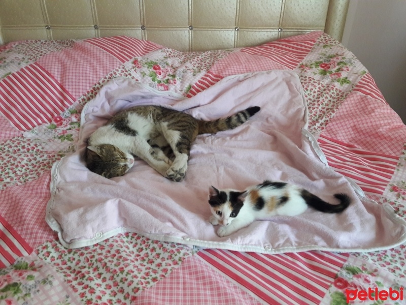 Tekir Kedi, Kedi  Citir fotoğrafı