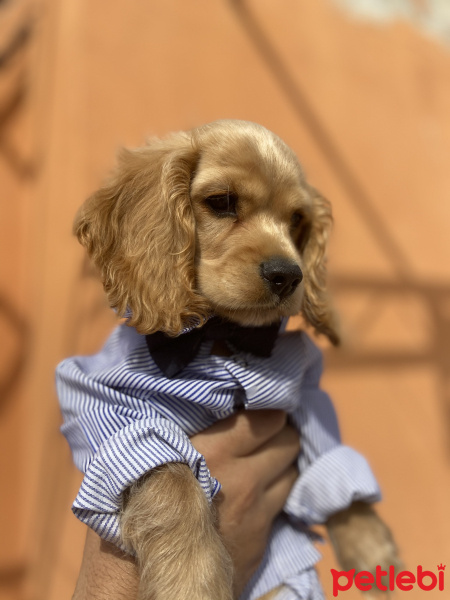 Amerikan Cocker Spaniel, Köpek  Honey fotoğrafı