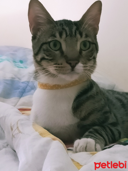 Tekir Kedi, Kedi  Mia fotoğrafı