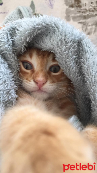 Sarman, Kedi  PIRTAN fotoğrafı