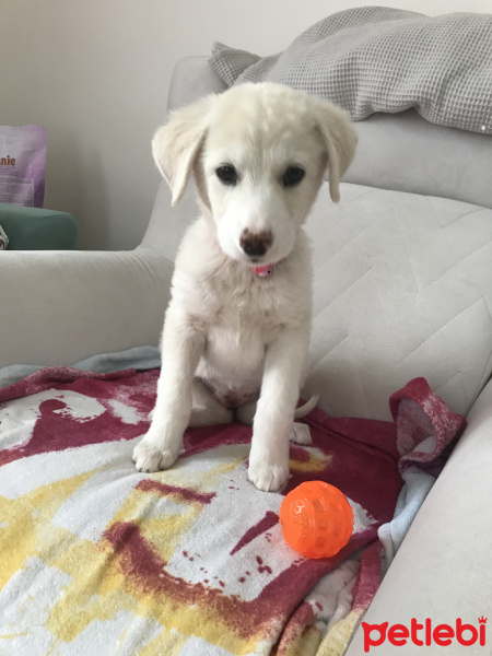 Golden Retriever, Köpek  Pamuk fotoğrafı