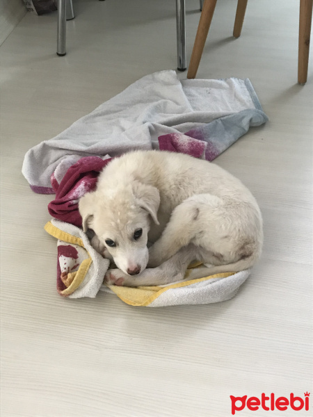 Golden Retriever, Köpek  Pamuk fotoğrafı