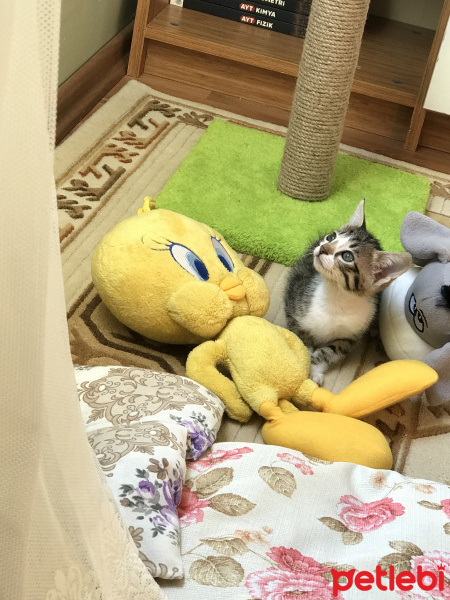 Tekir Kedi, Kedi  Zeytin fotoğrafı