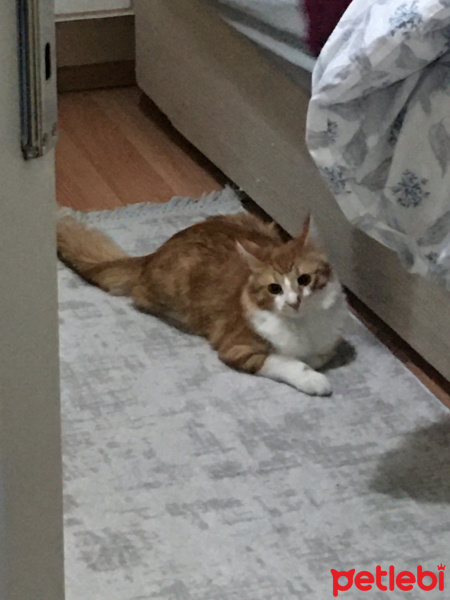 Tekir Kedi, Kedi  Mırmır fotoğrafı