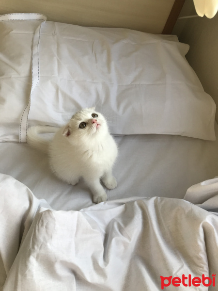 Scottish Fold, Kedi  Eylül fotoğrafı