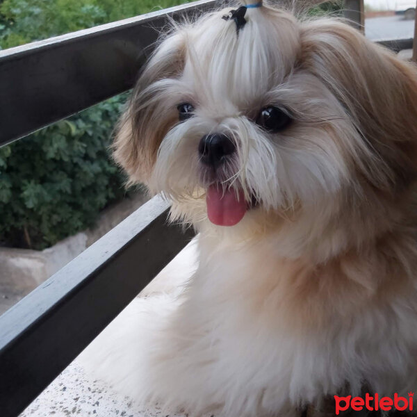 Shih Tzu, Köpek  Puki fotoğrafı